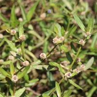 Alternanthera sessilis (L.) R.Br. ex DC.